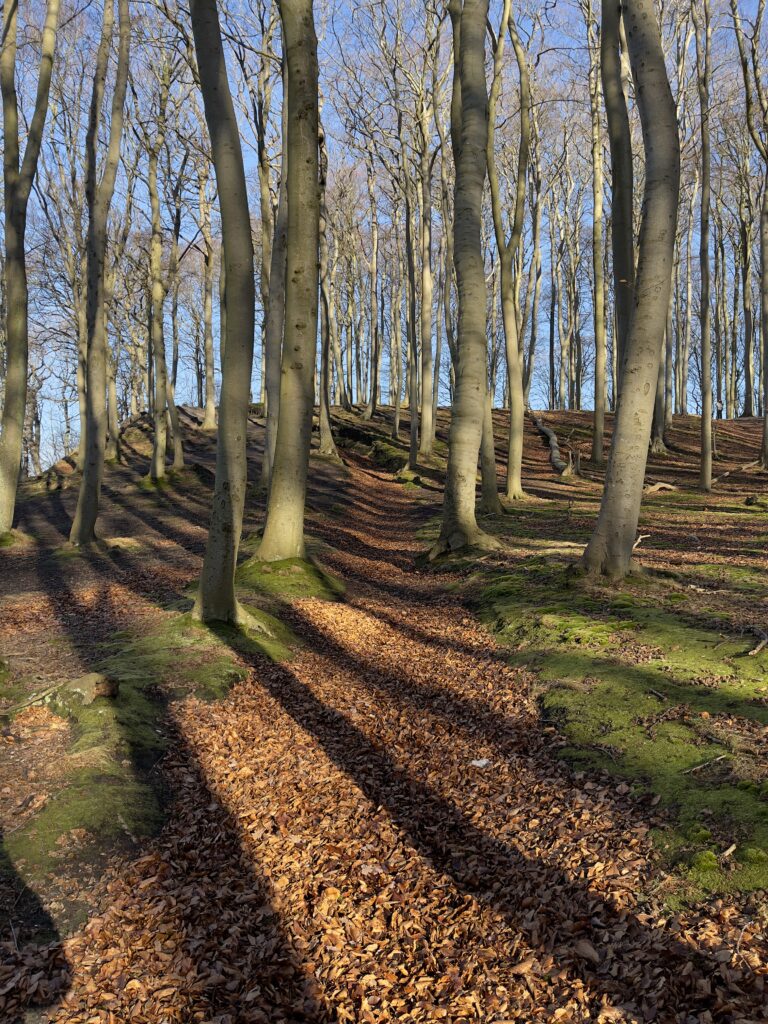 a beech tree forest in the winter. The path is covered with the brown beech leaves.
