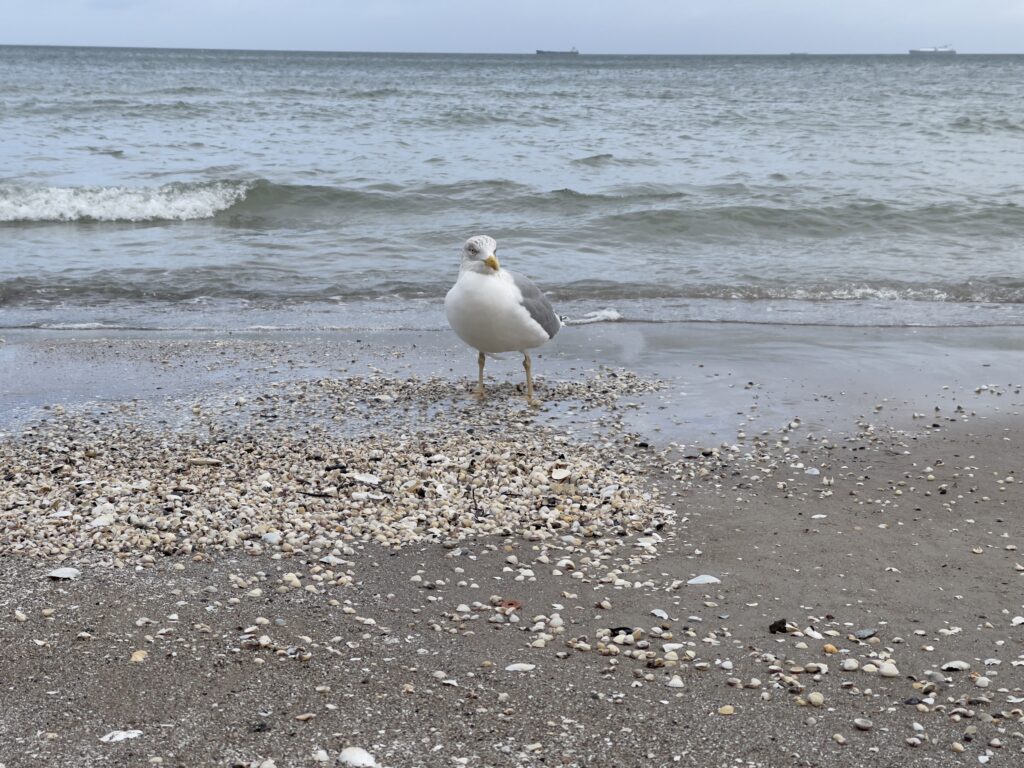 A seagull standing on the shore. the baltic sea in the background. In the foreground some rubble from clamshells.