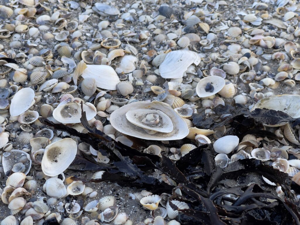 Some shells close-up on the beach