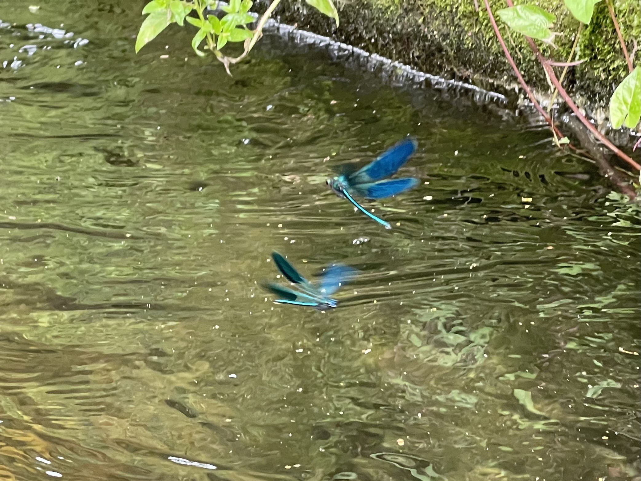 Zwei blaue Libellen schweben über einer kräuselnden Wasseroberfläche in der Nähe einer moosigen Kante mit einigen grünen Pflanzenblättern.