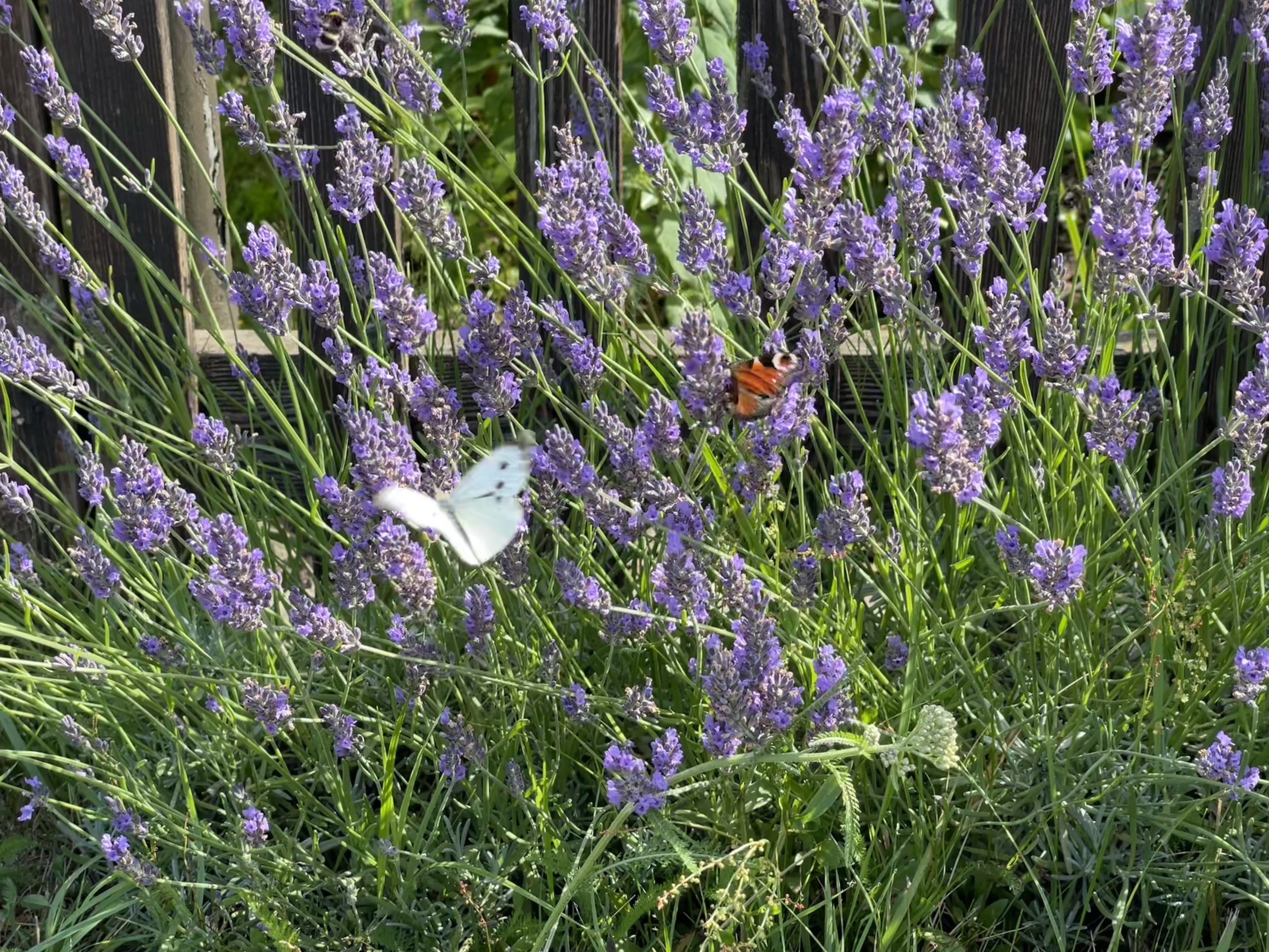 A garden scene with blooming lavender flowers and two butterflies, one white and one orange, among the foliage. A wooden fence is visible in the background.