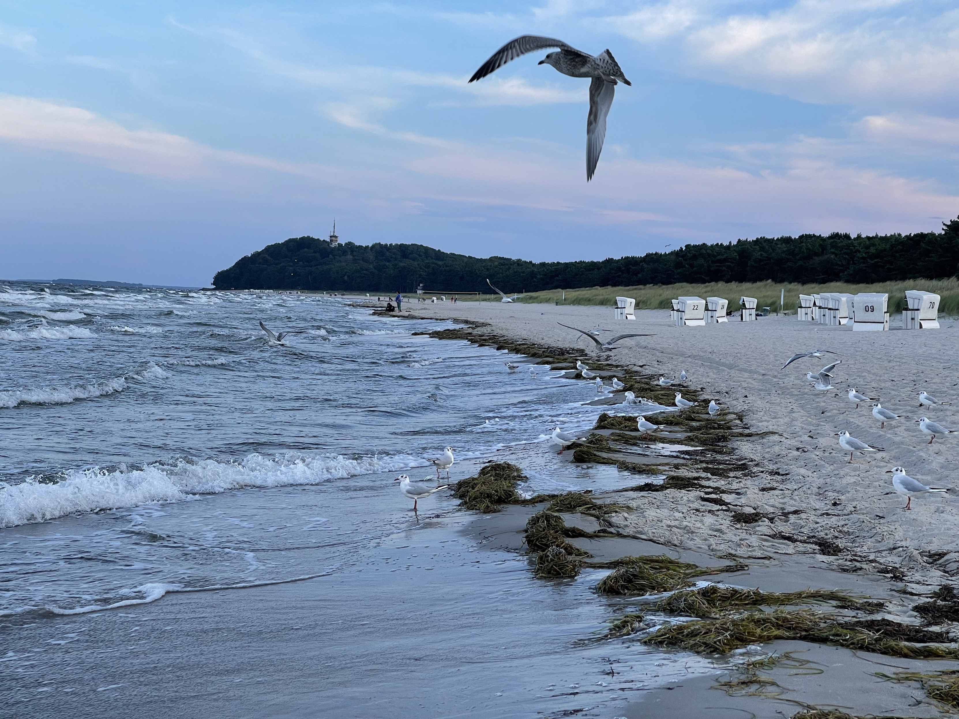 Ein malerischer Strand mit Wellen, die sanft auf das Ufer brechen, Möwen, die entlang des Sandes und in der Luft verstreut sind, Liegestühlen im Hintergrund und einem bewaldeten Hügel mit einer entfernten Struktur.