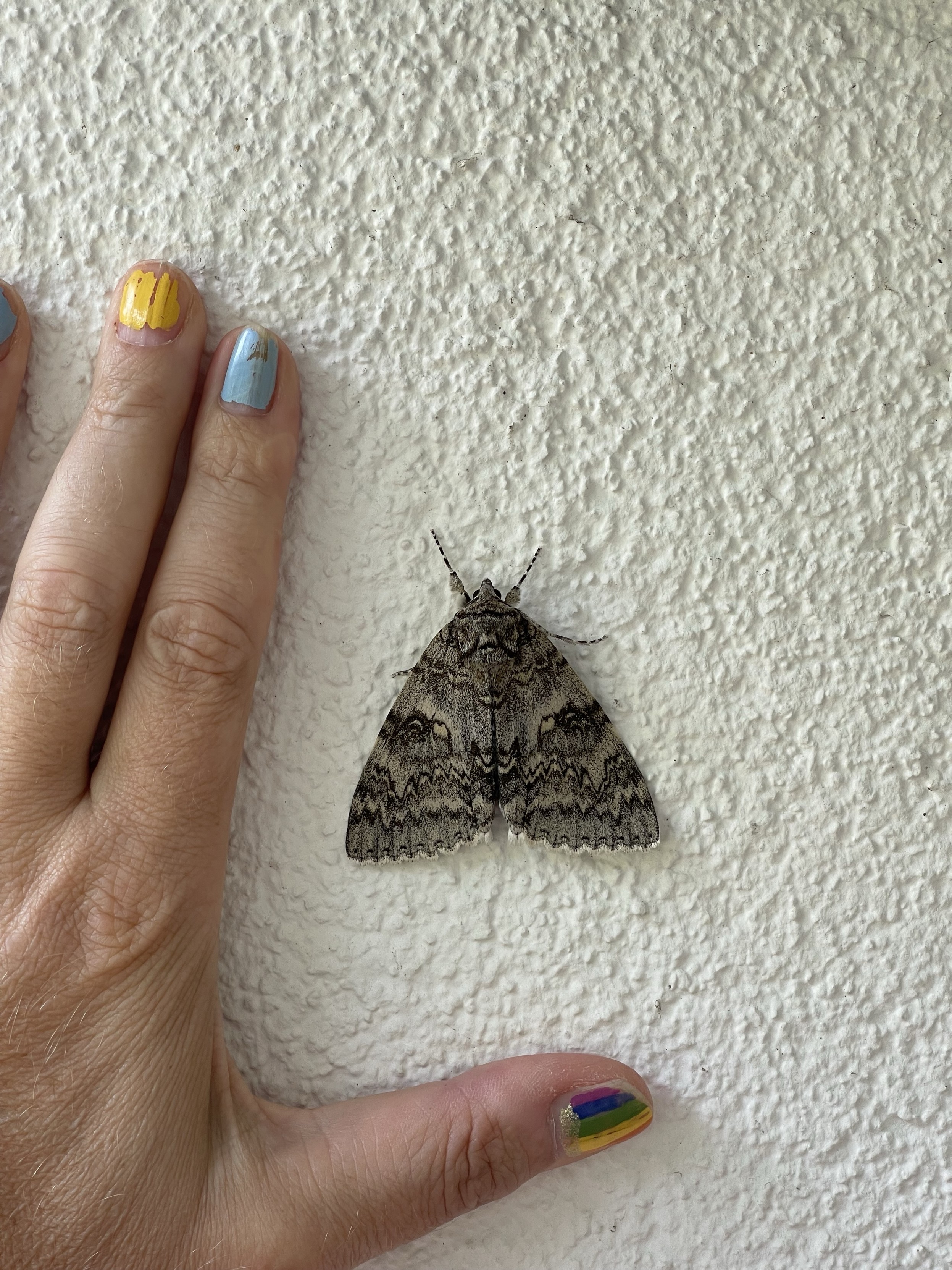 Hand mit bunt bemalten Nägeln neben einer großen Motte an einer strukturierten weißen Wand.