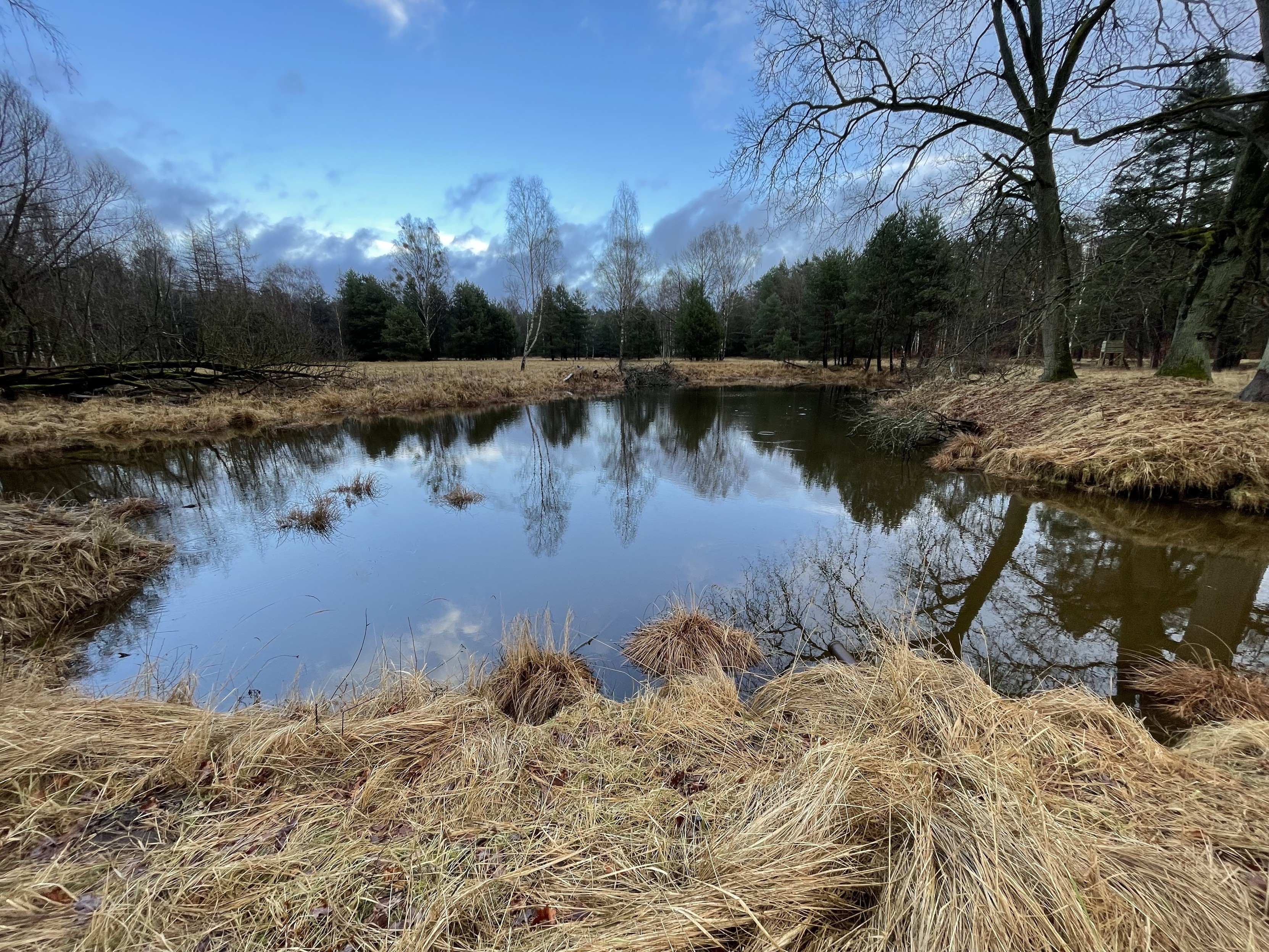 A serene pond surrounded by grass, bare trees, and evergreens under a cloudy blue sky.
