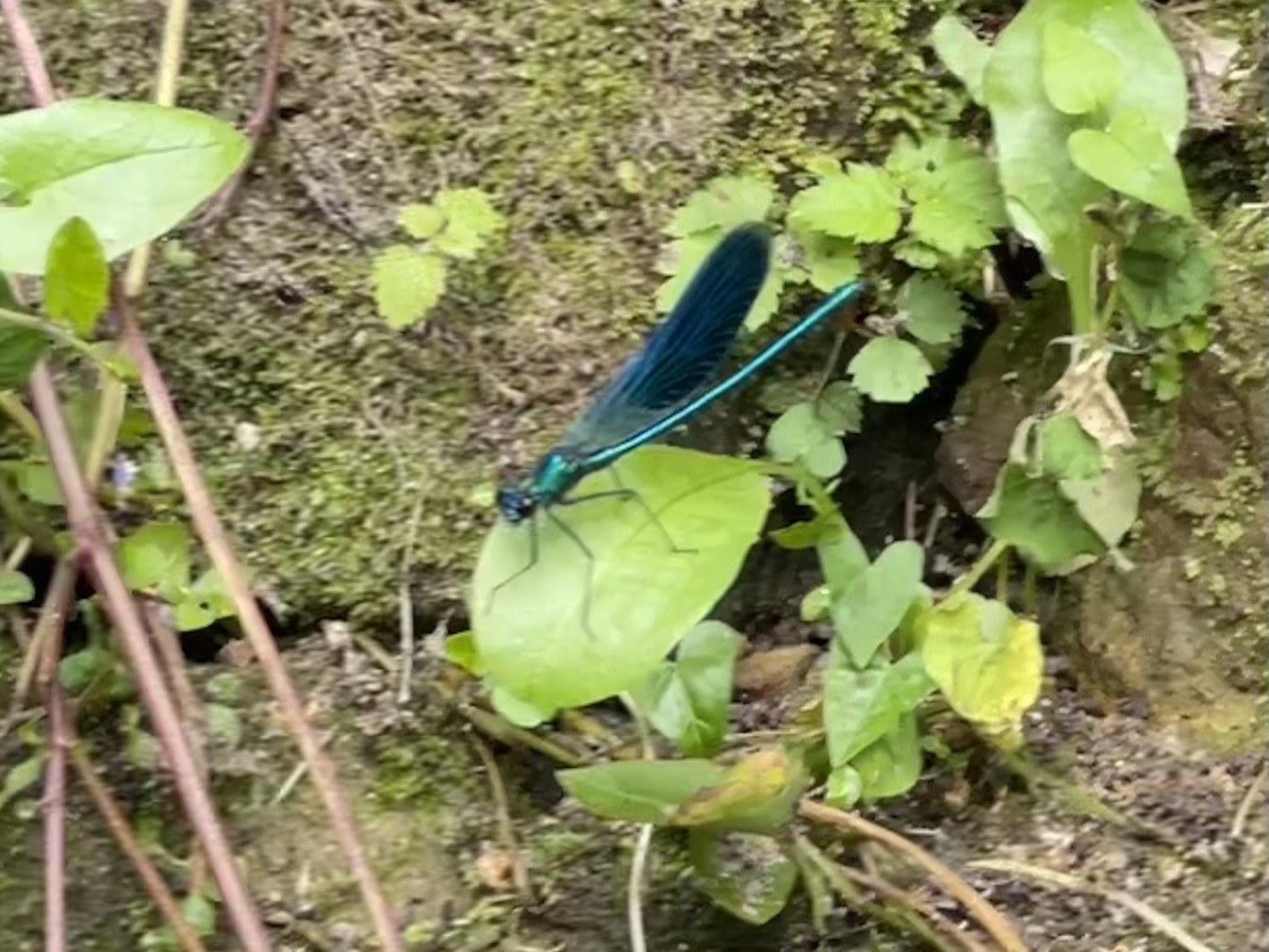 Eine blaue Libelle, die auf einem grünen Blatt hing, umgeben von kleinen Pflanzen und Moos auf einer Schmutzoberfläche.