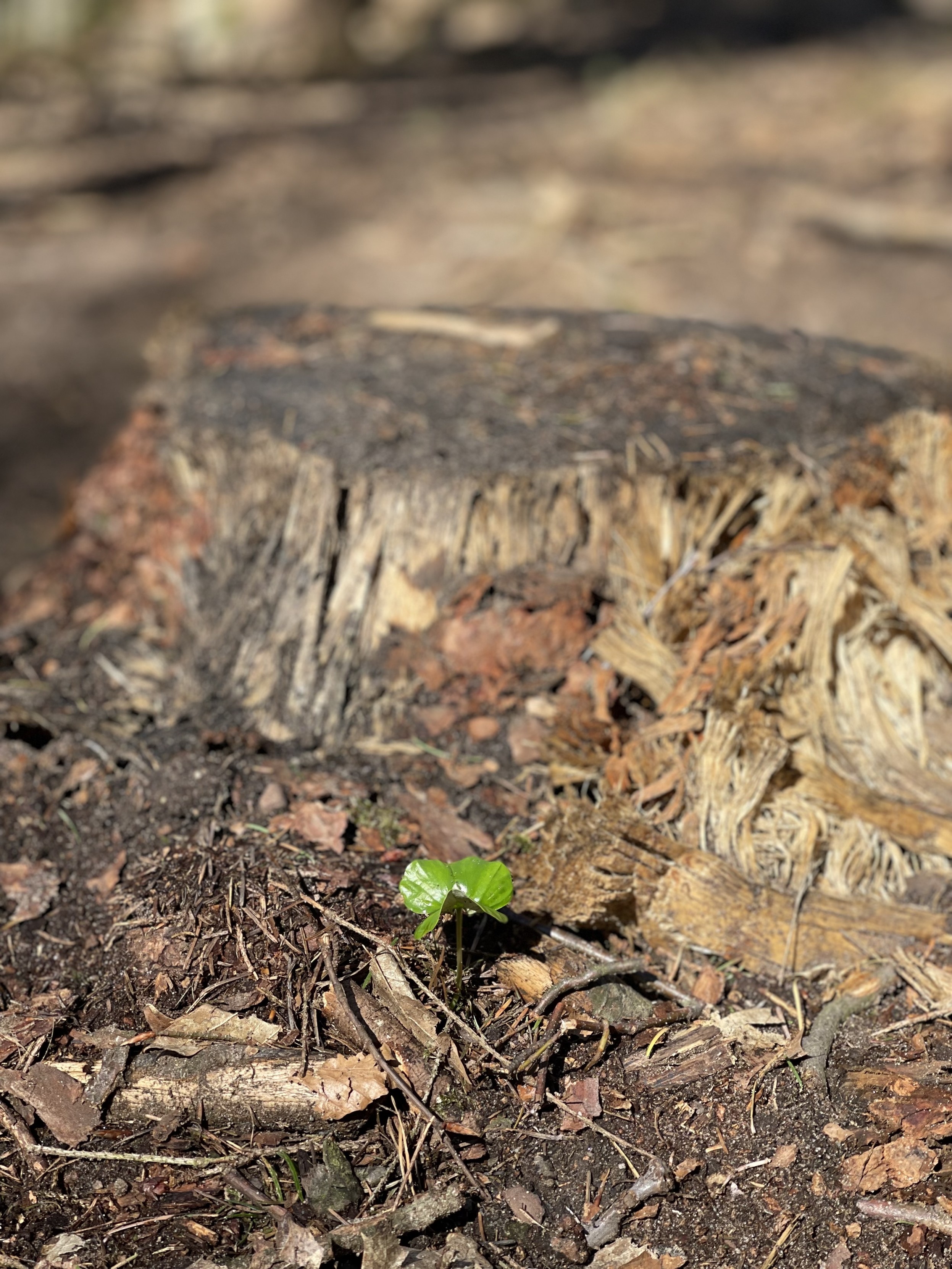 A small green plant sprouting next to a weathered tree stump with forest ground litter around.