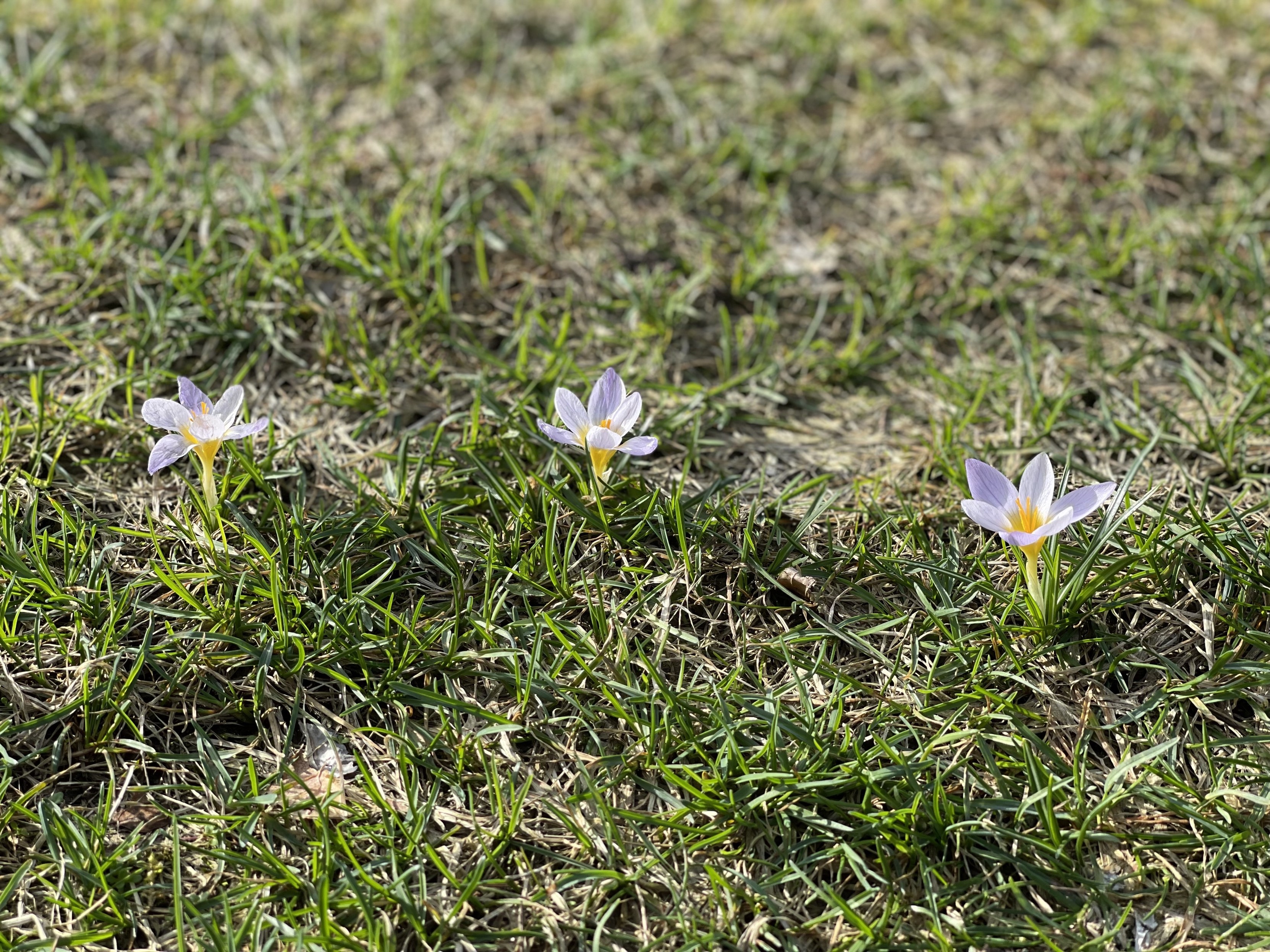 Drei lila Krokusblüten blühen im Gras.