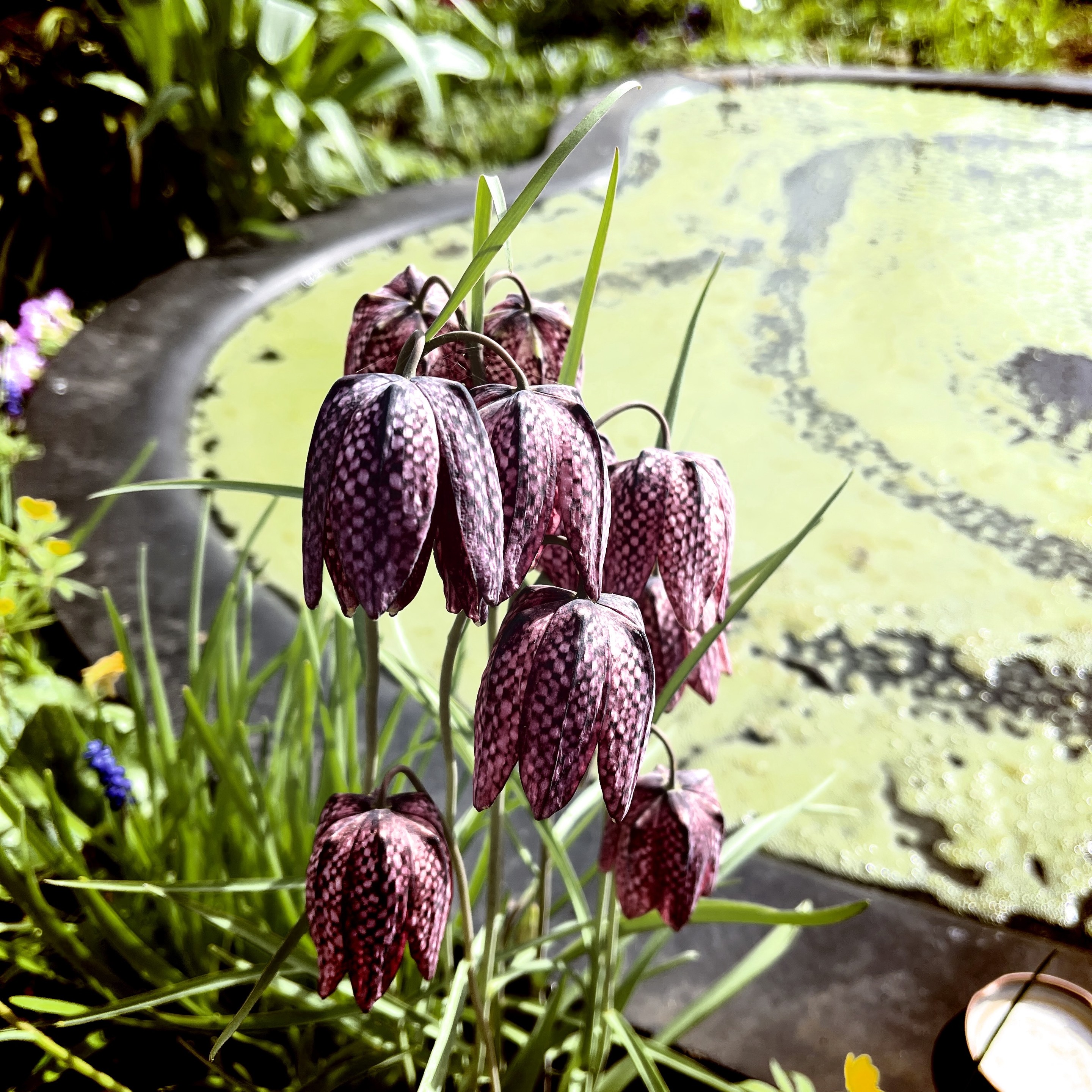 A cluster of purple checkered flowers (Fritillaria meleagris) by a pond with green algae.