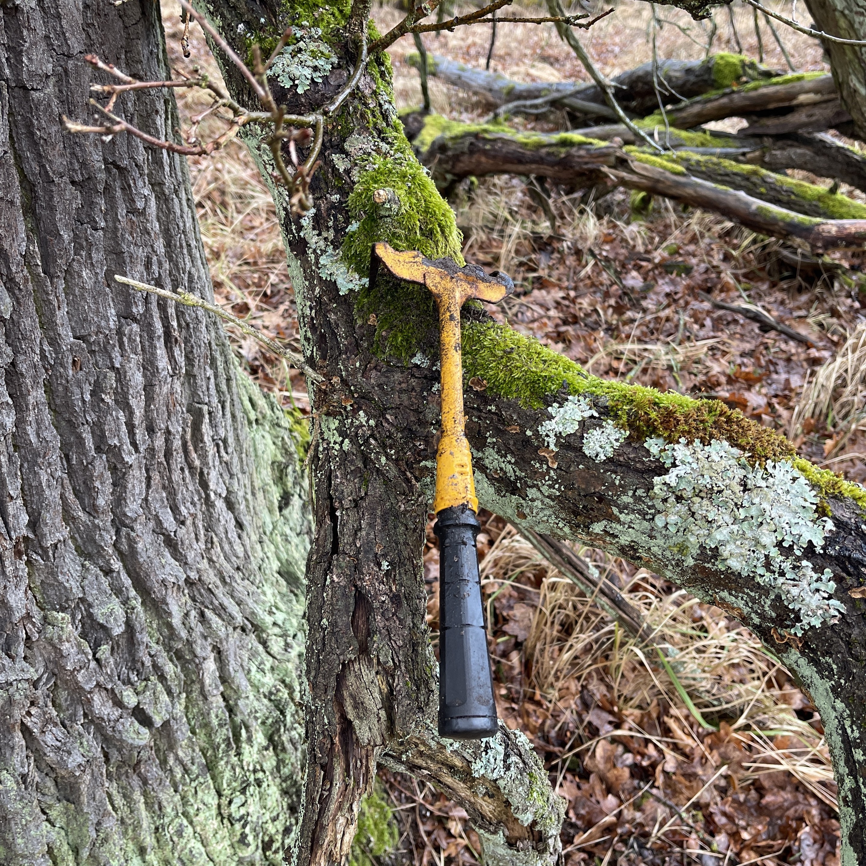 A weathered yellow and black rake resting on a moss-covered tree branch in the woods.