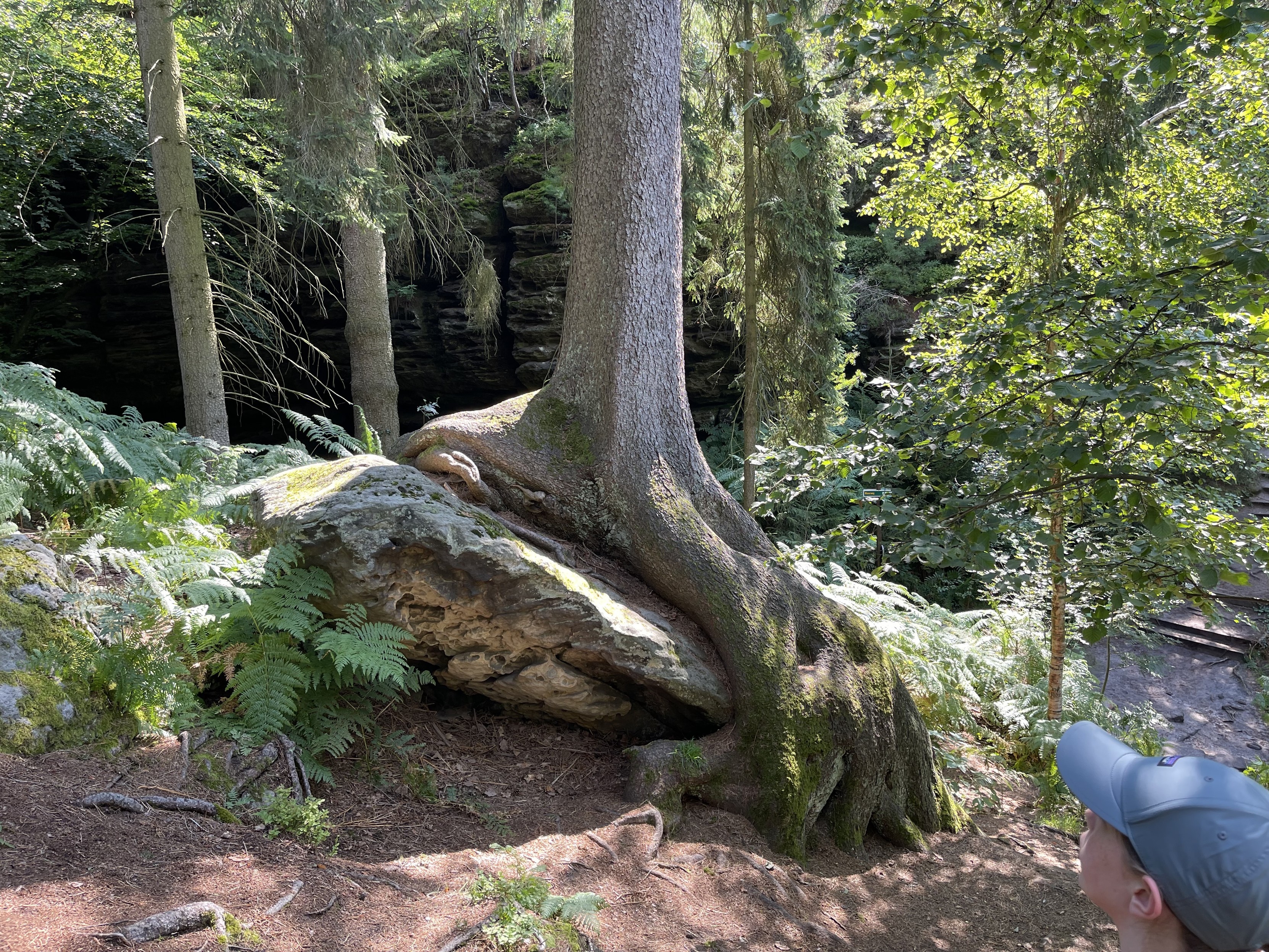 Ein Baum, der über einem großen Felsen in einer Waldumgebung wächst, wobei eine Person ihn von der rechten Seite des Bildes aus ansieht.
