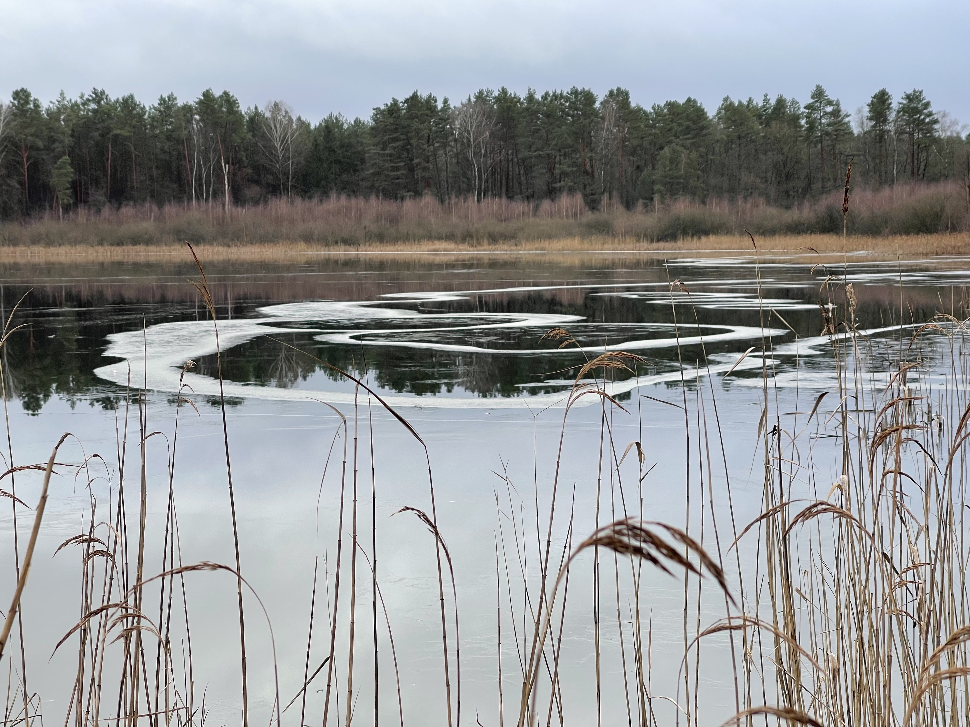A tranquil lake with patches of melting ice, surrounded by forest and reeds in the foreground.