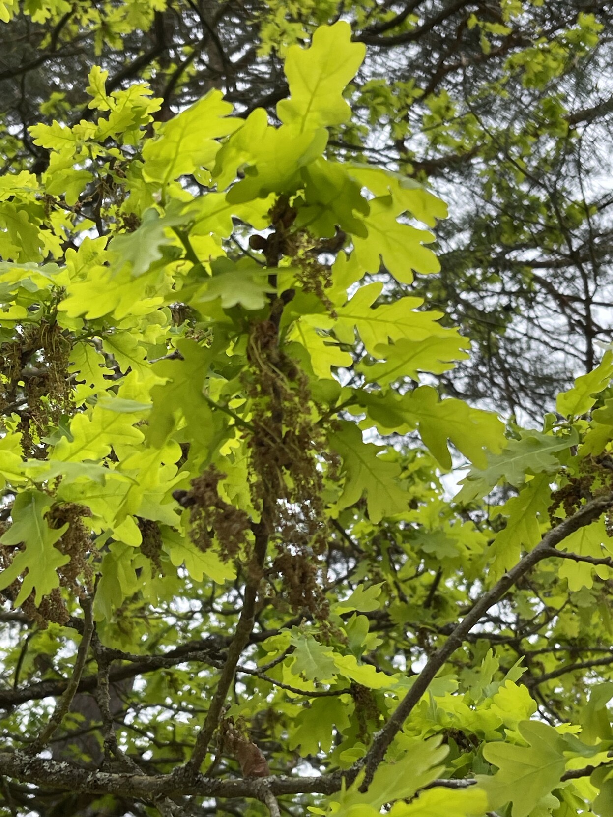 Ein Zweig einer Eiche mit frischen, noch etwas hellgrünen Blättern dran. Unter den Blättern sind die Blüten der Eichen zu erkennen. Diese hängen als braune gefranste Schnüre von den Zweigen herab. 