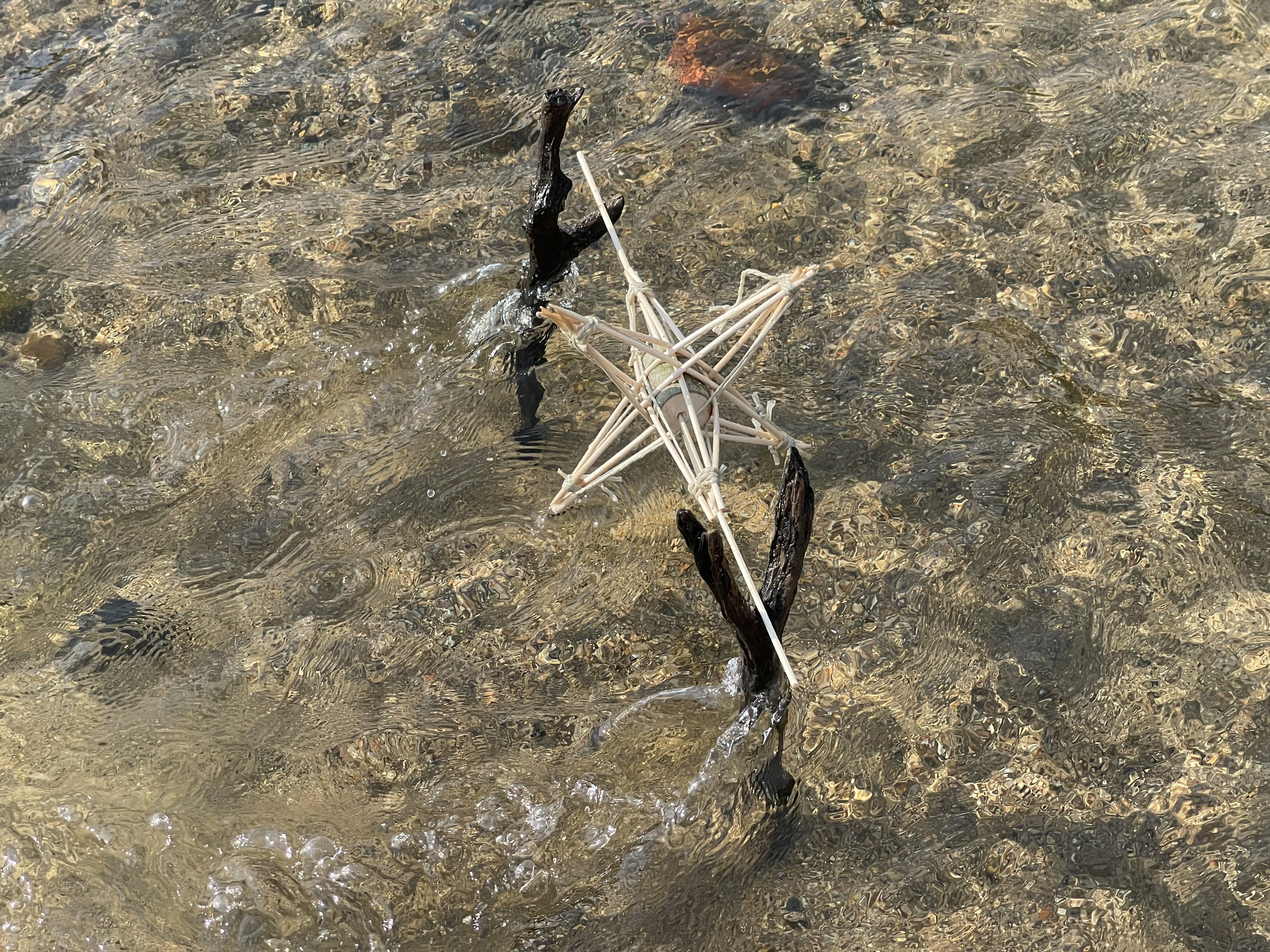 Driftwood and a star-shaped object partially submerged in clear, shallow water.