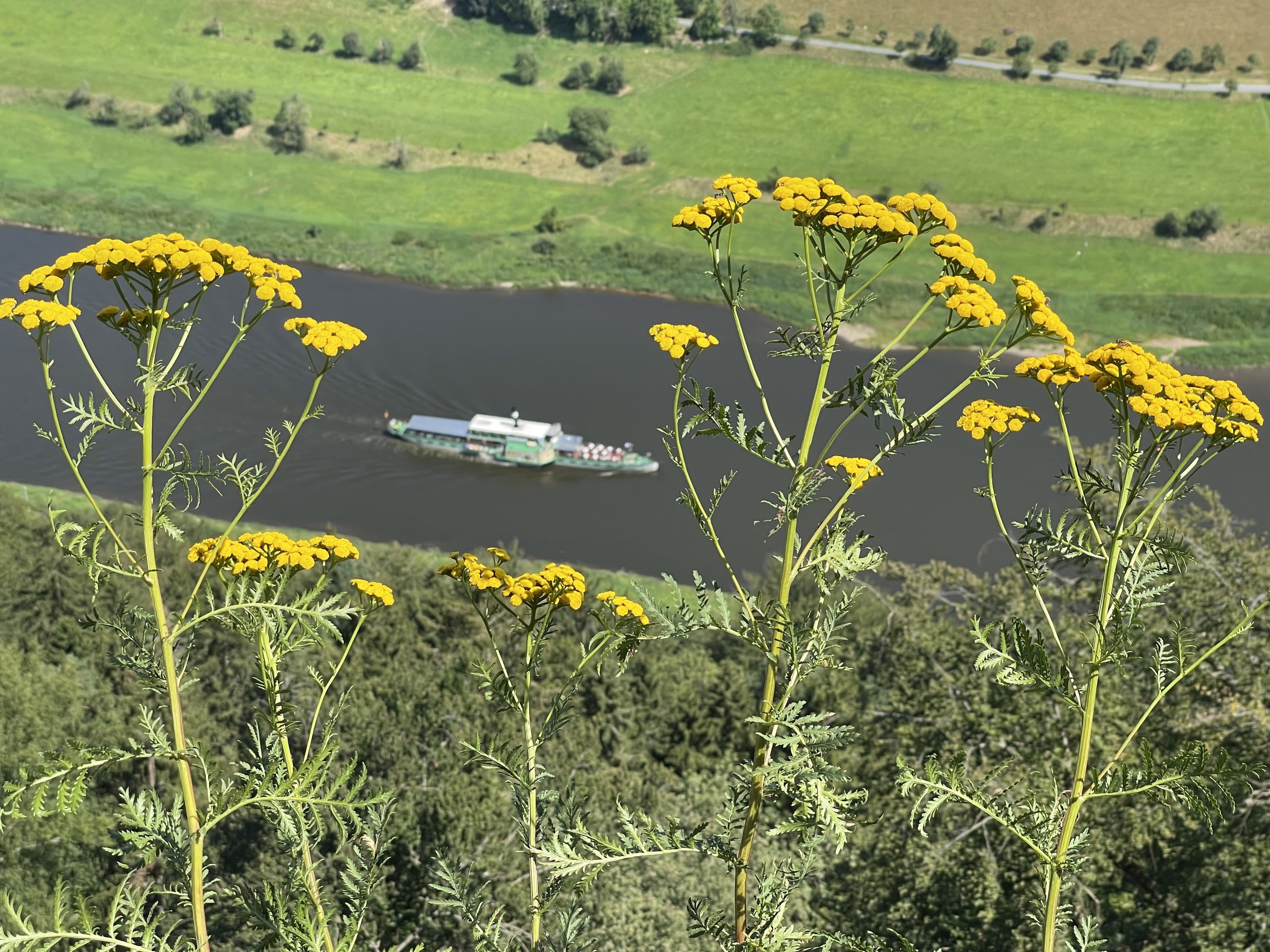 Yellow flowers in the foreground with a river and a boat, surrounded by green fields, in the background.