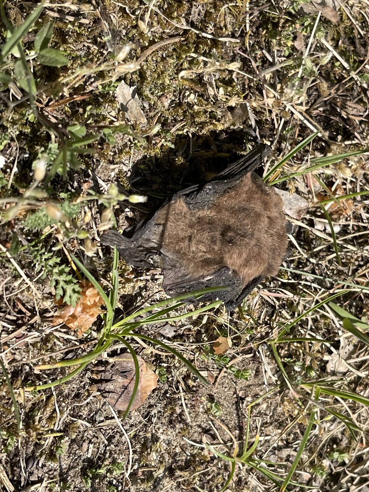 Eine kleine Fledermaus, tot im trockenen Gras. 
