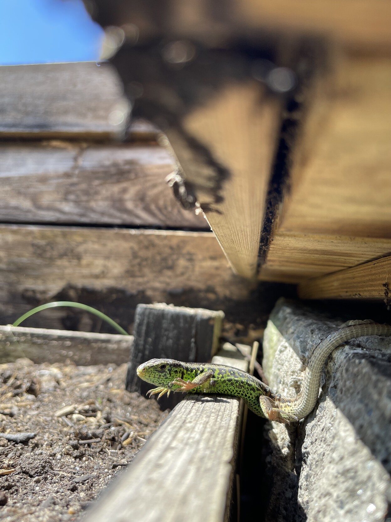 A small lizard lying under what looks like a roof of wood on a wooden plank. It's the edge of a raised beet