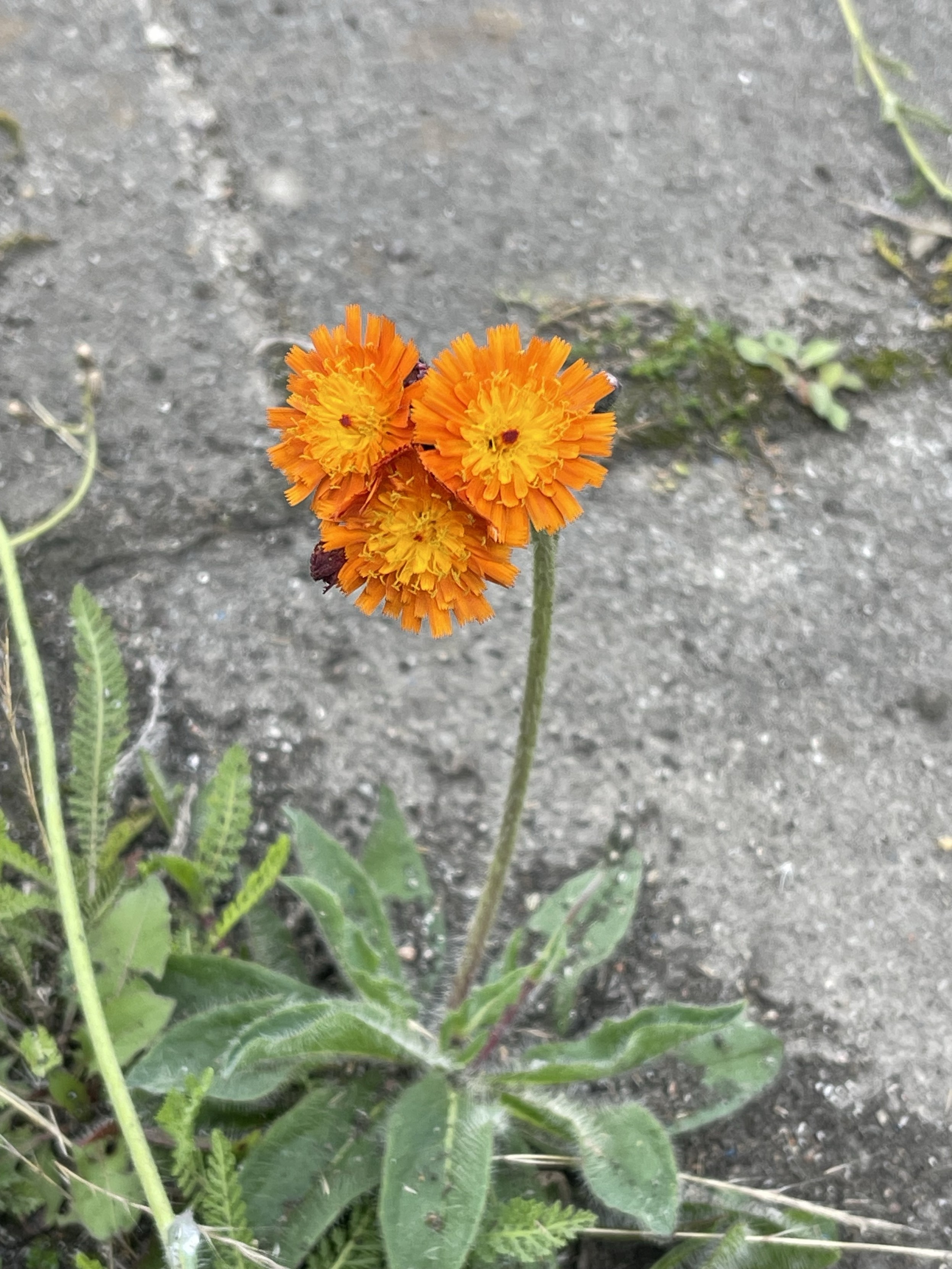 A close-up of a vibrant orange flower with multiple heads growing from a single stem, surrounded by green foliage, set against a gray, textured background.