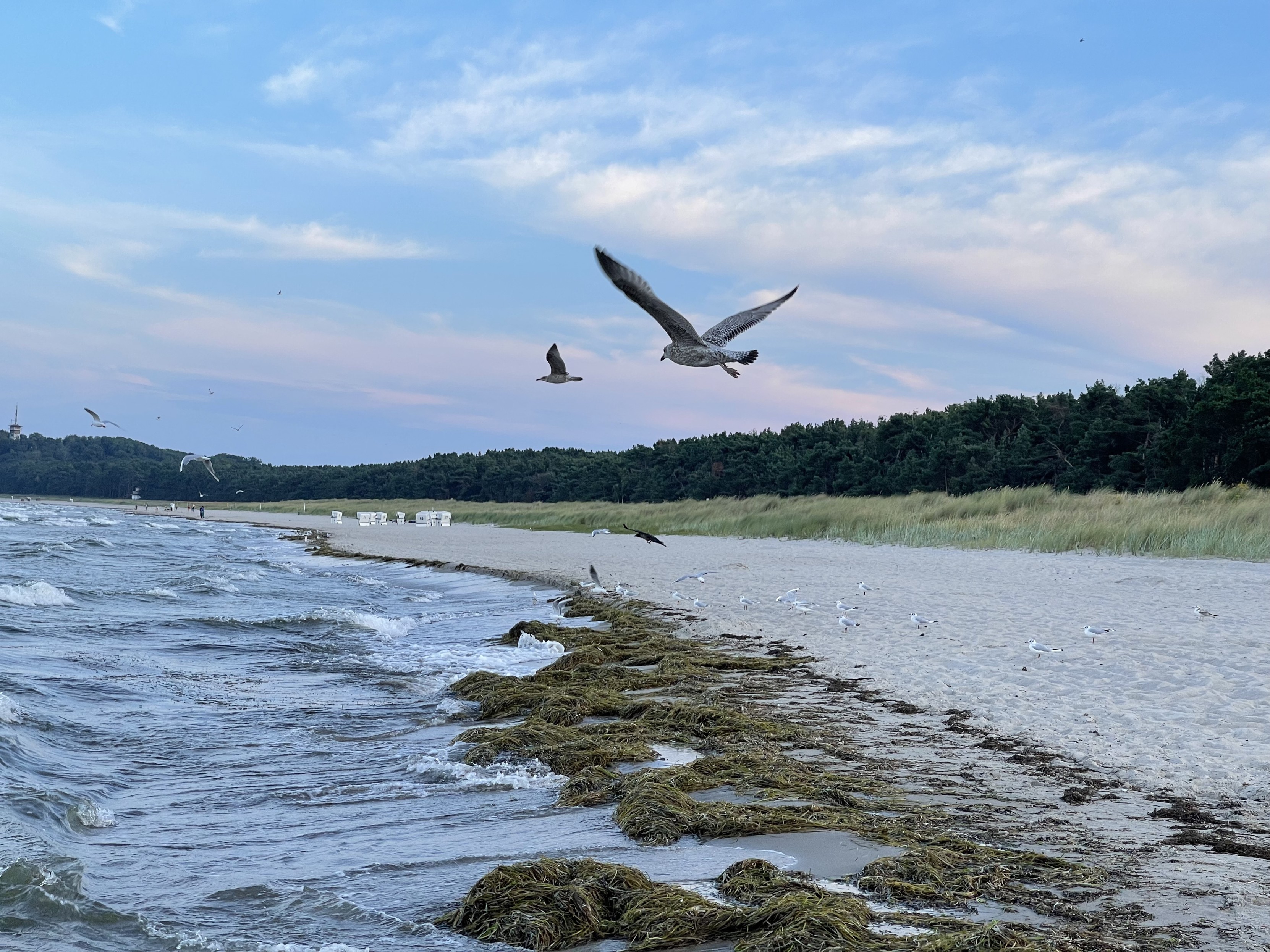 Ein malerischer Strand mit sanften Wellen, Möwen, die fliegen und sich am Ufer ausruhen, und einer Kulisse aus grasbewachsenen Dünen und Wäldern.