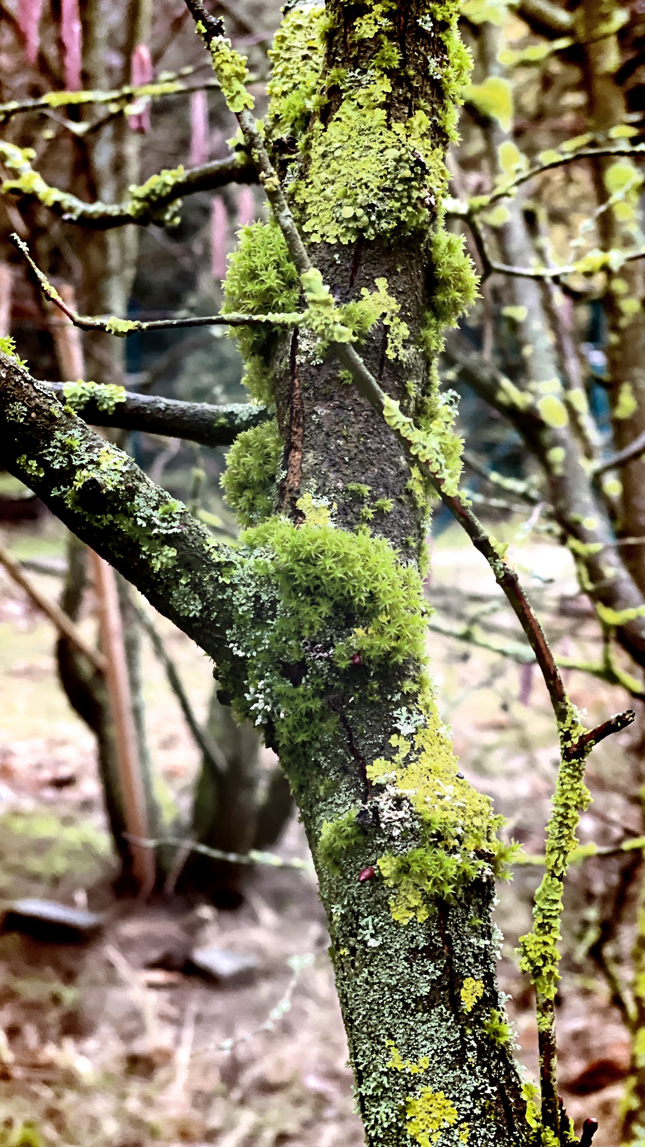 Close-up of a tree trunk with green moss and lichen.