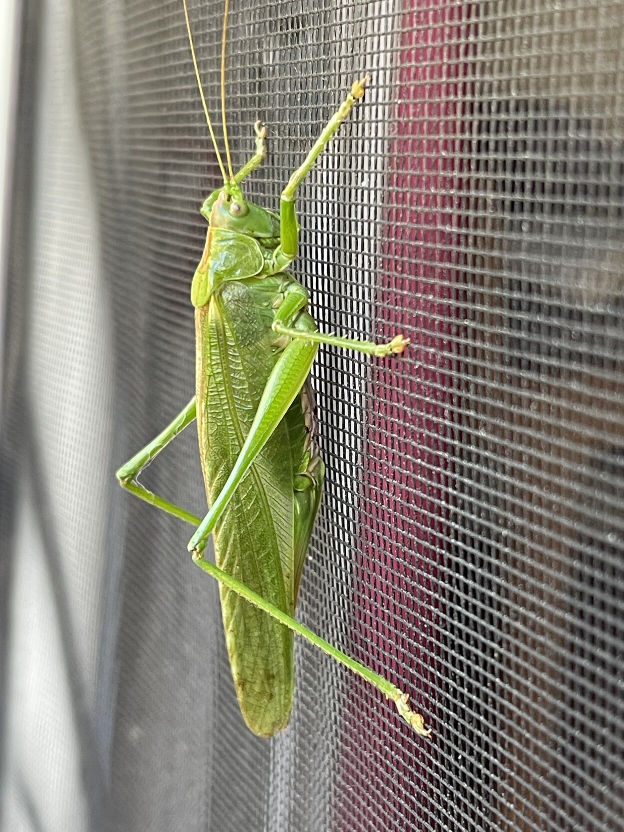 A great green bush cricket clinging to a net curtain 