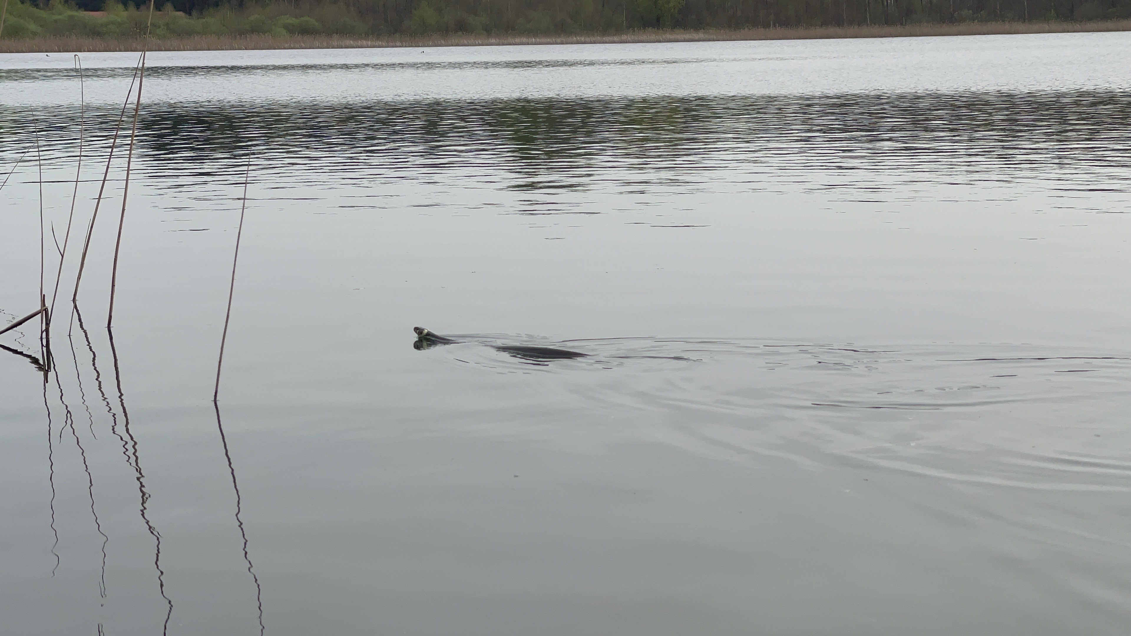 Eine Ringelnatter schwimmt in einem kleinen See. Der Kopf schaut aus dem Wasser und lässt die gelben Wangen erkennen. Links ein paar Halme Schilf. 