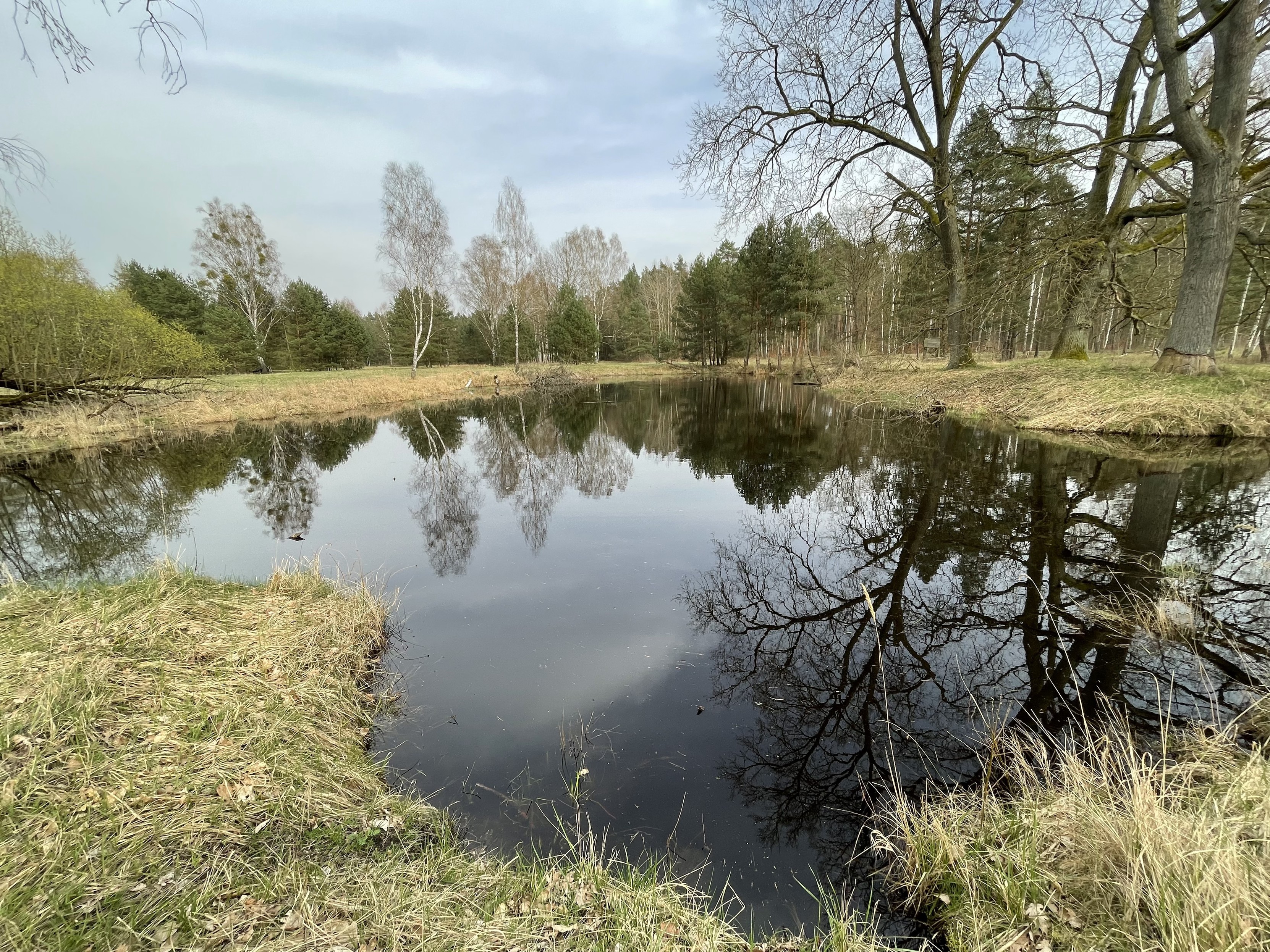 A tranquil pond surrounded by trees and grass with reflections visible on the water's surface.
