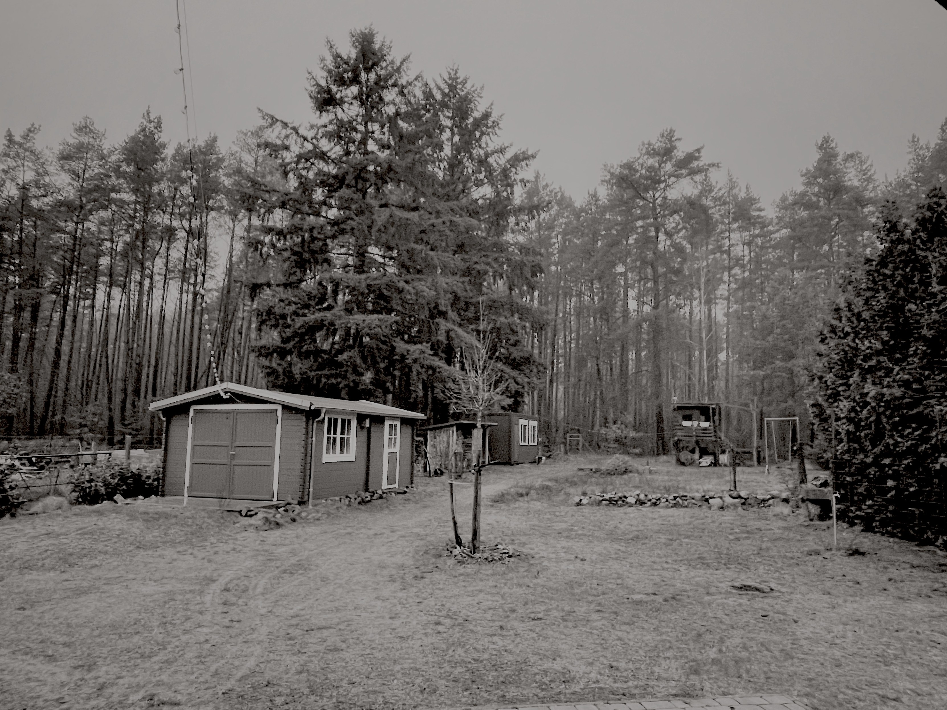 Black and white image of a garden shed next to an open grassy area with a dense background of tall pine trees. There is a pile of firewood and the scenery is rather rainy 