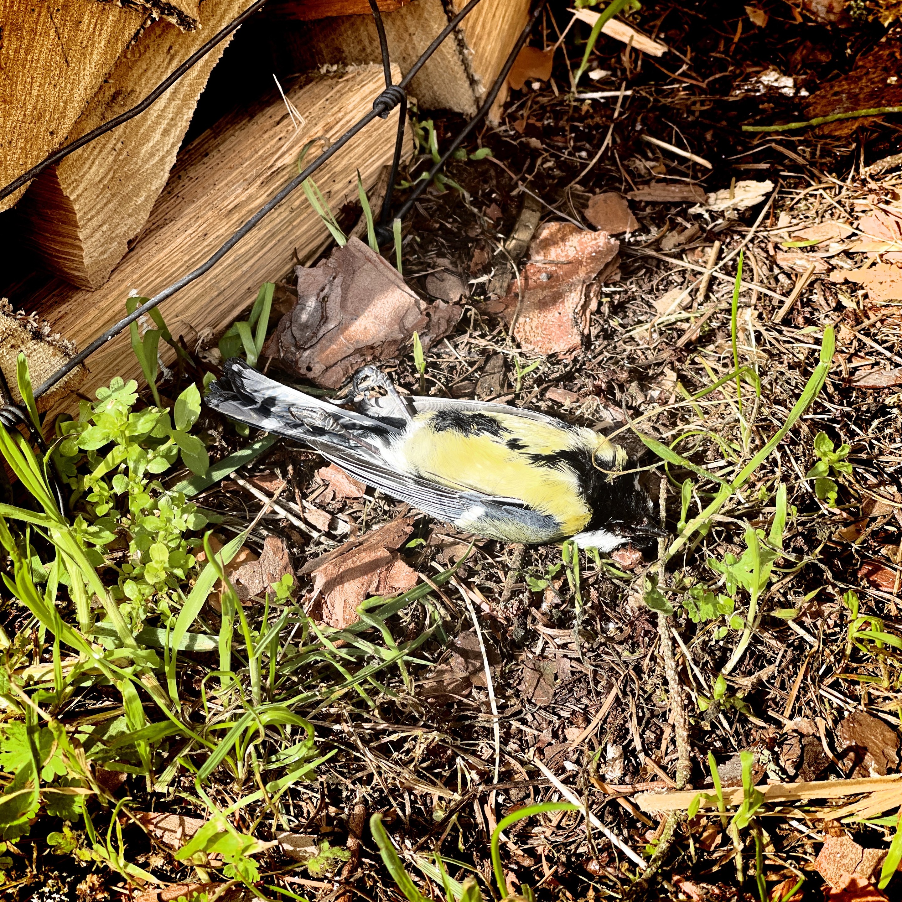 A deceased bird lying on the ground among leaves and twigs.