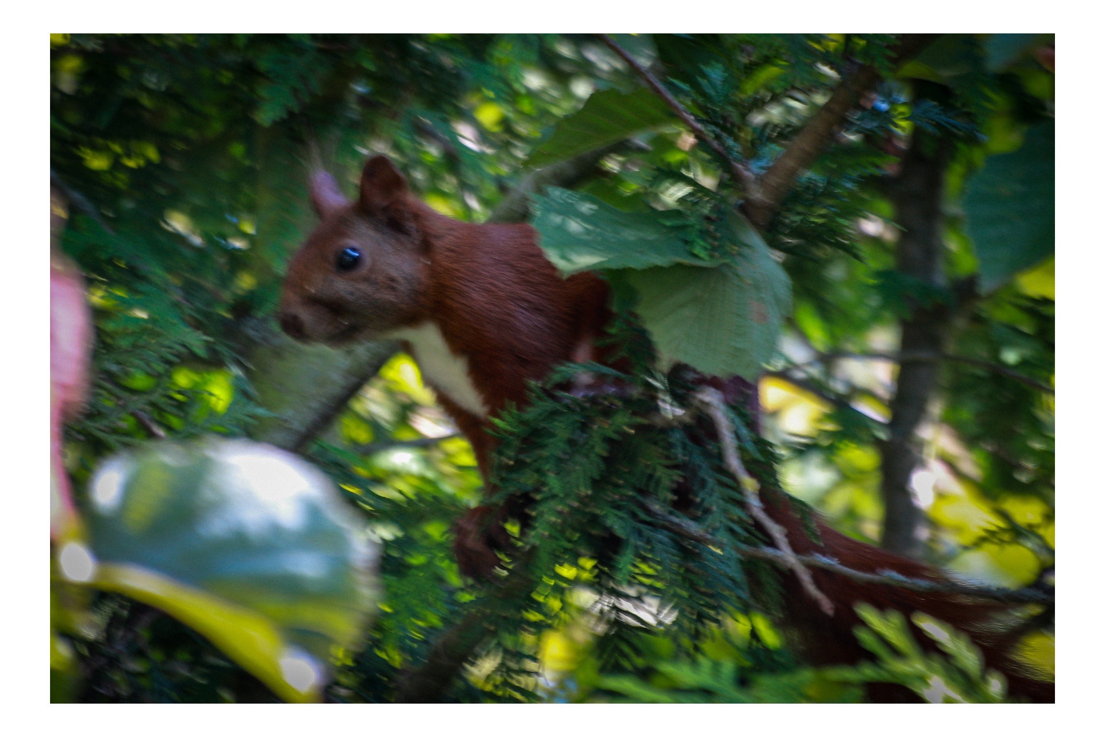 A red squirrel is perched on a tree branch surrounded by green foliage.