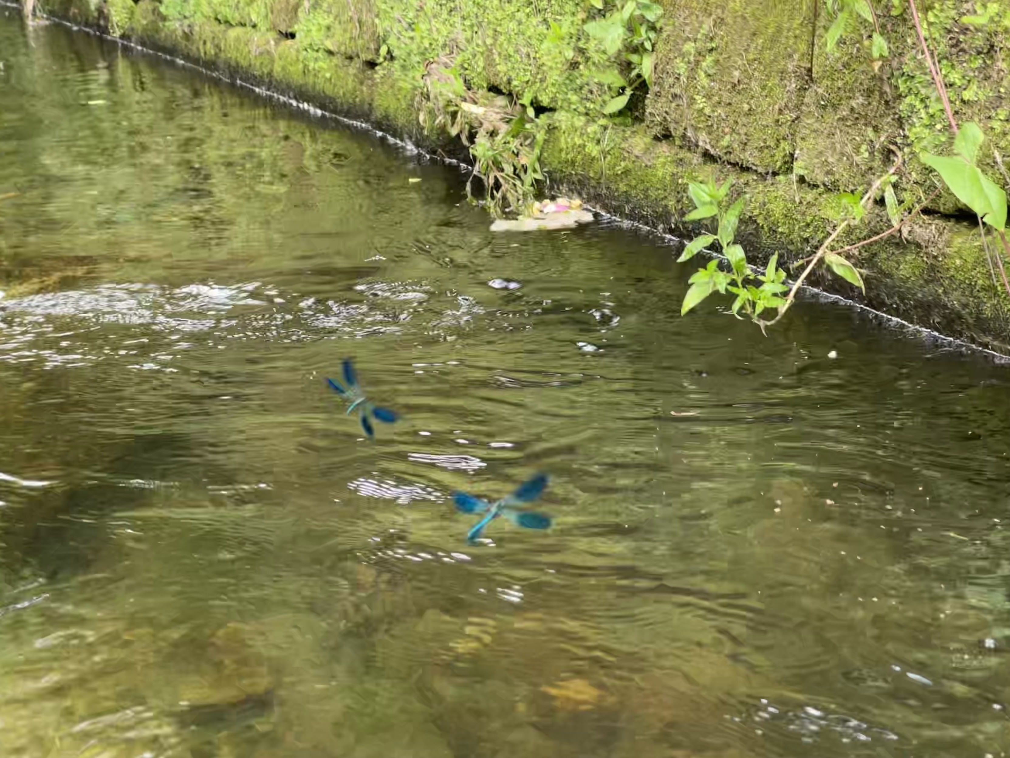 Zwei blaue Libellen fliegen über einem Bach mit moosbedeckten Steinen und grünen Pflanzen an den Rändern.